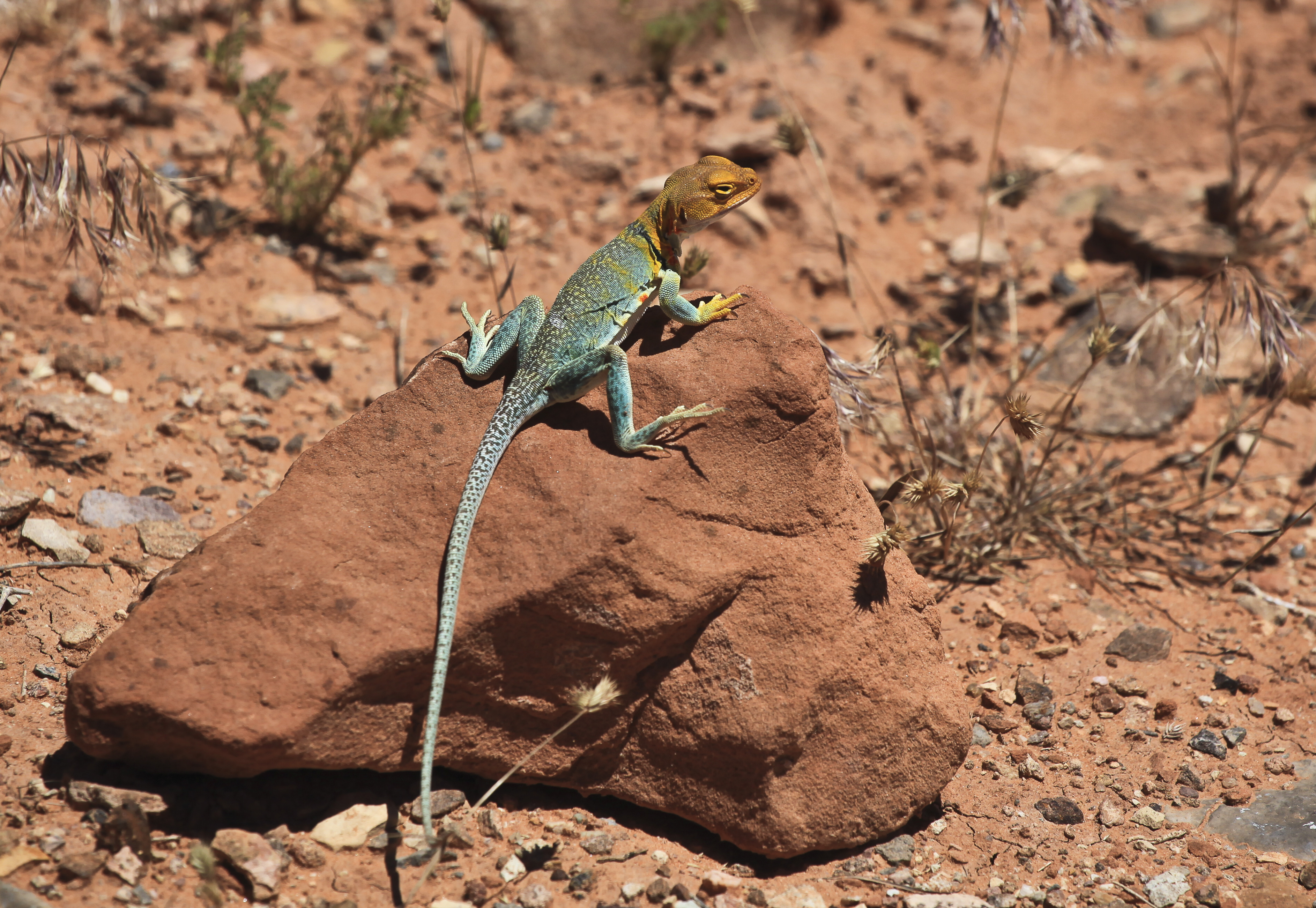 An Eastern Collared Lizard on sandstone in the Colorado Plateau